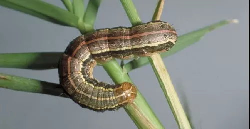 Orugas Cortadoras